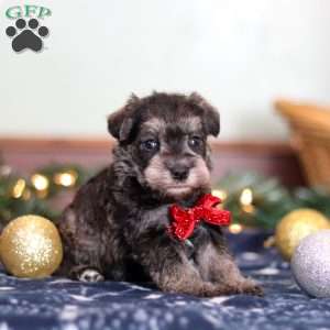 Trace, Miniature Schnauzer Puppy